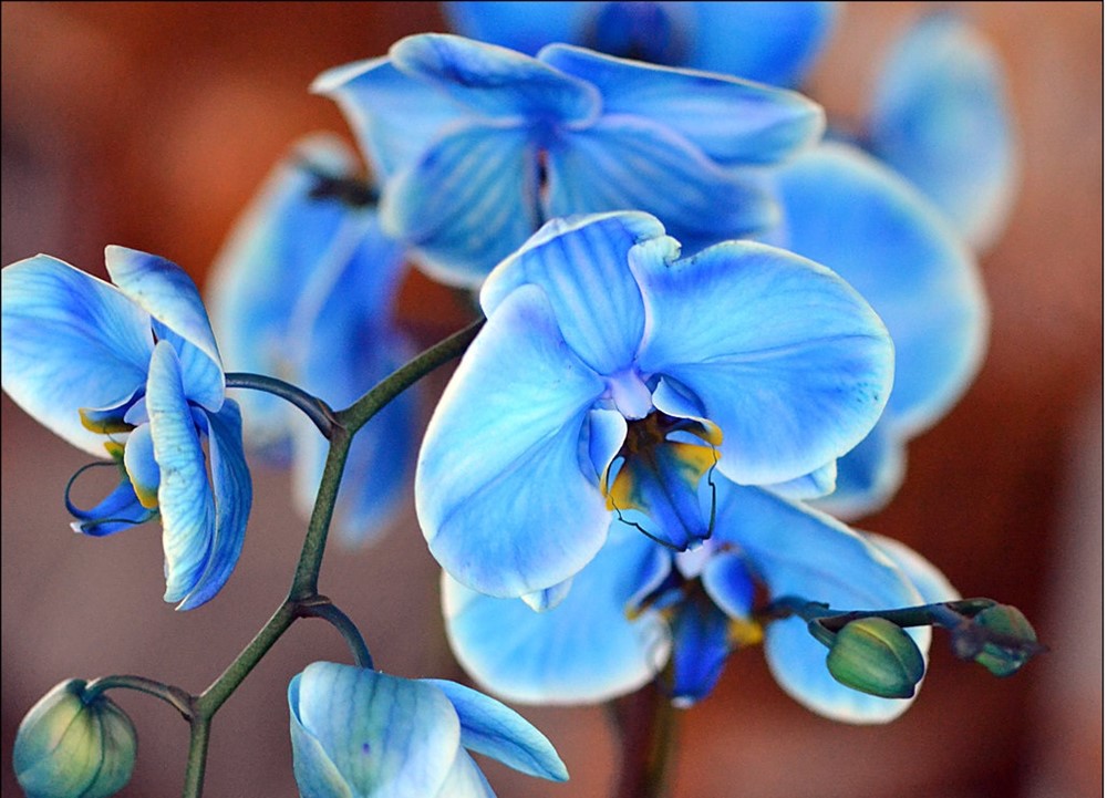 mavi-orkide7.jpg