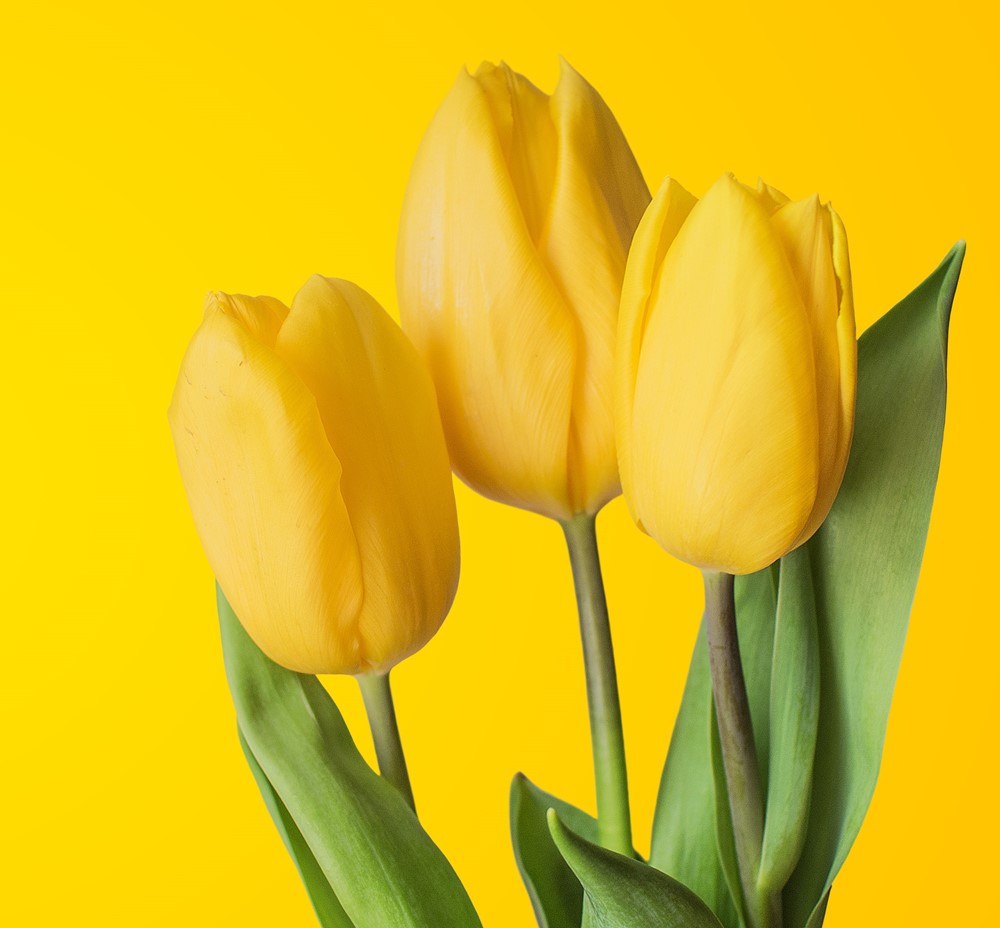 Sarı Lale Anlamı Nedir? | Kalite Çiçek